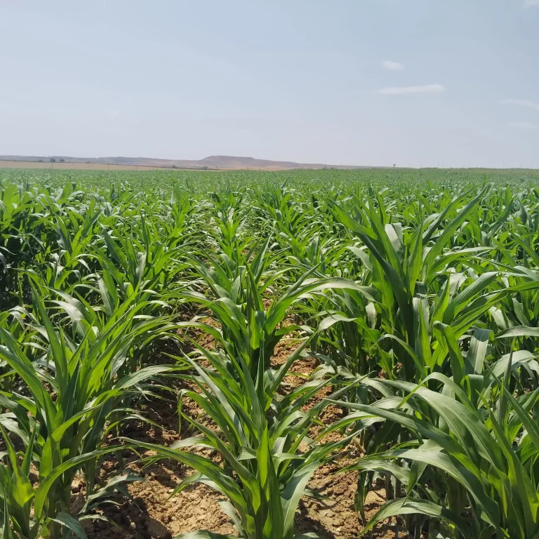 WhatsApp-Image-2026-03-15-at-11.17.44-_4_