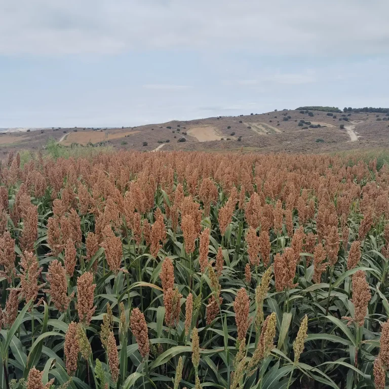 WhatsApp-Image-2026-03-15-at-12.25.58