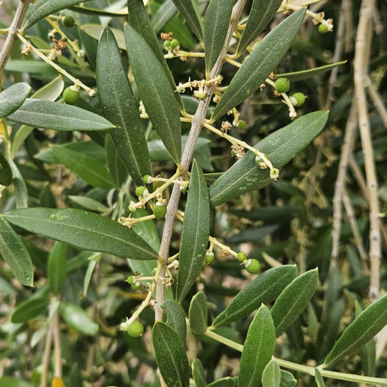 WhatsApp Image 2026-03-15 at 13.46.17-3